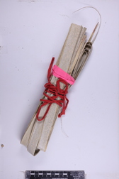 Pritchardia hillebrandii