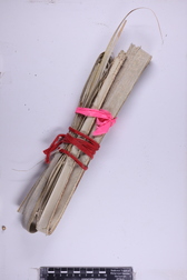 Pritchardia hillebrandii