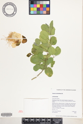 Capparis sandwichiana