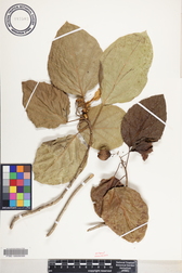 Cordia subcordata