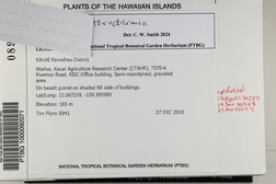 Polyblastidium albicans image