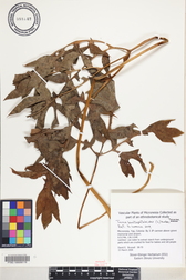 Tacca leontopetaloides