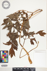 Tacca leontopetaloides