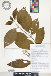 Hamelia patens