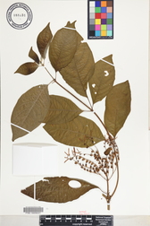 Hamelia patens
