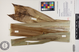 Pandanus tectorius