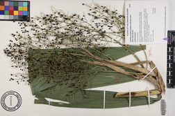 Joinvillea ascendens subsp. glabra