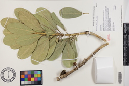 Tambourissa peltata