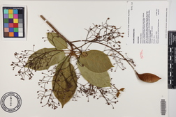 Sterculia rubiginosa