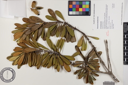 Pittosporum halophilum
