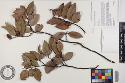 Diospyros sandwicensis