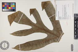 Artocarpus altilis x mariannensis 'Mei koeng'