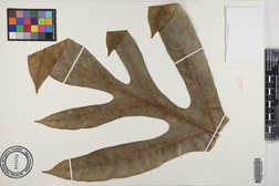 Artocarpus altilis x mariannensis 'Mei koeng'