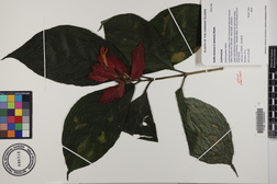 Ruellia chartacea