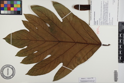 Artocarpus altilis x mariannensis 'Ulu Elise'