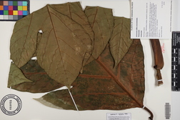 Artocarpus altilis x mariannensis 'Meinpwuht'