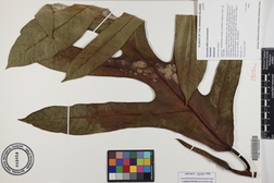 Artocarpus altilis x mariannensis 'Mei koeng'