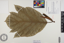 Artocarpus altilis x mariannensis 'Ulu afa'
