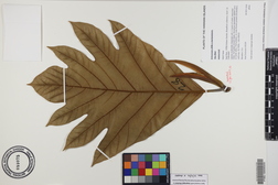 Artocarpus altilis x mariannensis 'Ulu Elise'
