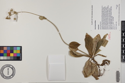 Kadua littoralis