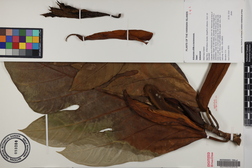 Artocarpus altilis x mariannensis 'Faine'