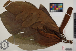 Artocarpus altilis x mariannensis 'Faine'