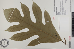 Artocarpus altilis x mariannensis 'Ulu afa'