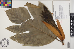 Artocarpus altilis x mariannensis 'Lipet'