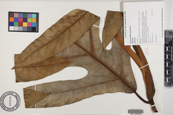 Artocarpus altilis x mariannensis 'Mei koeng'