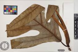 Artocarpus altilis x mariannensis 'Mei koeng'