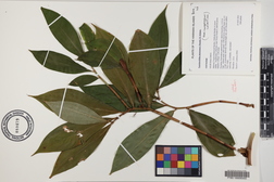 Tapeinochilos ananassae