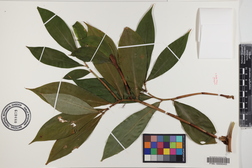 Tapeinochilos ananassae