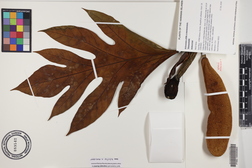 Artocarpus altilis x mariannensis 'Meinpadahk'