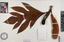 Artocarpus altilis x mariannensis 'Meinpadahk'