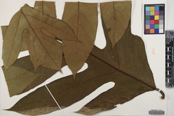 Artocarpus altilis x mariannensis 'Lemai'