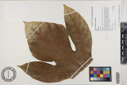 Artocarpus altilis x mariannensis 'Lipet'