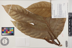 Artocarpus altilis x mariannensis 'Lipet'