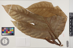 Artocarpus altilis x mariannensis 'Lipet'