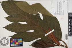 Artocarpus altilis x mariannensis 'Sewan'