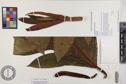 Artocarpus altilis x mariannensis 'Meinpwahr'