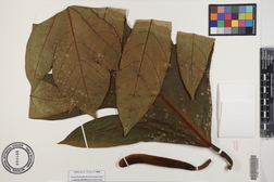 Artocarpus altilis x mariannensis 'Meinpwahr'