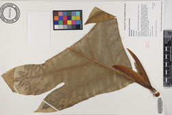 Artocarpus altilis x mariannensis 'Meinpwahr'