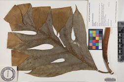 Artocarpus altilis x mariannensis 'Midolab'