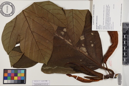 Artocarpus altilis x mariannensis 'Ulu afa'