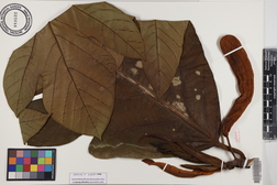 Artocarpus altilis x mariannensis 'Ulu afa'