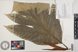 Artocarpus altilis x mariannensis 'Meinpohnsakar'