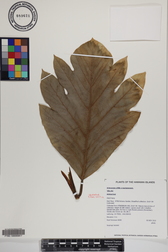 Artocarpus altilis x mariannensis 'Ulu afa'