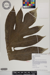 Artocarpus altilis x mariannensis 'Yap'