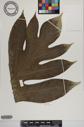 Artocarpus altilis x mariannensis 'Yap'