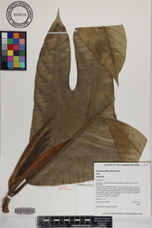 Artocarpus altilis x mariannensis 'Yap'